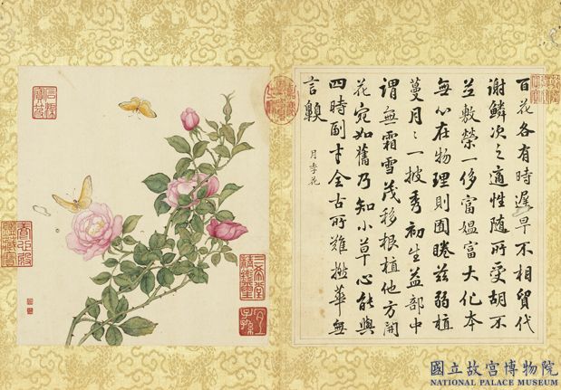 清蔣廷錫張照書畫合璧 冊 月季披秀